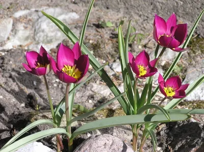 Миниатюрные тюльпаны - окраса сада