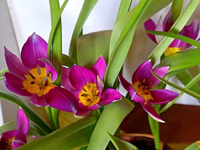 Карликовые тюльпаны, лучшие сорта и преимущества выращивания | В саду у  Лилии | Дзен