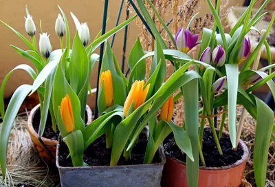 Карликовые ботанические тюльпаны — преимущества и лучшие сорта | Тюльпаны,  Цветение, Красные тюльпаны