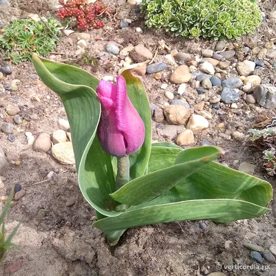 Карликовые ботанические тюльпаны — преимущества и лучшие сорта.  Особенности, фото — Ботаничка