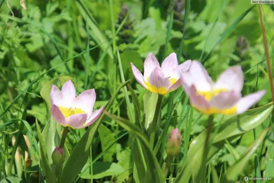 Первые ботанические тюльпаны, карликовые тюльпаны, тюльпан Одалиска, Tulipa  Odalisque - YouTube