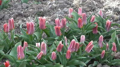 Карликовые ботанические тюльпаны — преимущества и лучшие сорта | Тюльпаны,  Растения, Красные тюльпаны