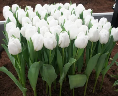 Тюльпаны заказать с бесплатной доставкой в Новом Уренгое | Купить по низким  ценам в интернет-магазине \"Love Flowers\"