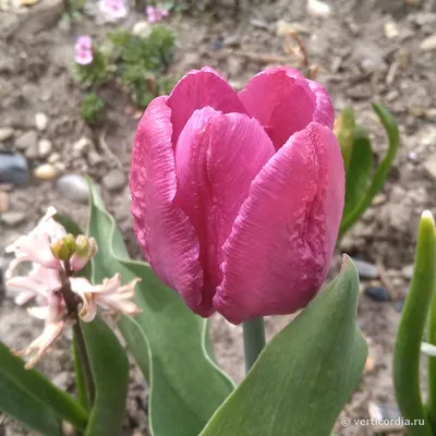 Тюльпаны карликовые - Саженцы