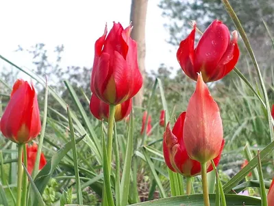 Купить луковицы ботанических тюльпанов в Минске в интернет магазине Долина  Растений