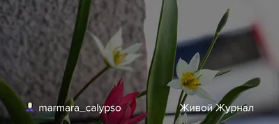 Тюльпан Антарктика фото и описание сорта 🌱 купить тюльпан Антарктика  почтой недорого в Калининграде