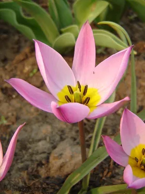 Тюльпан карликовый (Tulipa pulchella humilis) - Тюльпаны Ботанические -  Тюльпаны - Луковичные - Каталог - Kamelia-gardens.ru