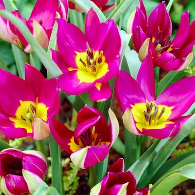 Цвет: Карликовые тюльпаны в интернет-магазине Ярмарка Мастеров по цене 300  ₽ – NP086RU | Цветы, Подольск - доставка по России