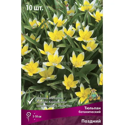 Ботаничкеские тюльпаны, тюльпан Урумийский карликовый - YouTube