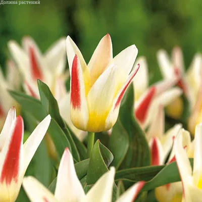 Тюльпаны карлика в саде Rockery Стоковое Фото - изображение насчитывающей  живо, флористическо: 76912496