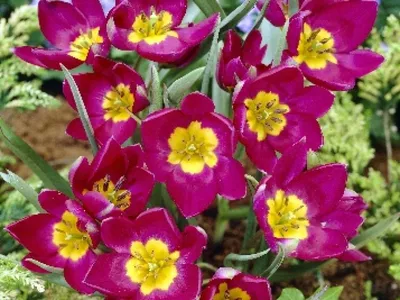 Купить Луковицы Тюльпанов в Украине Недорого - FLORIUM