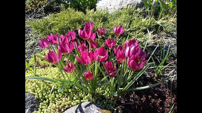 Тюльпан карликовый - 69 фото