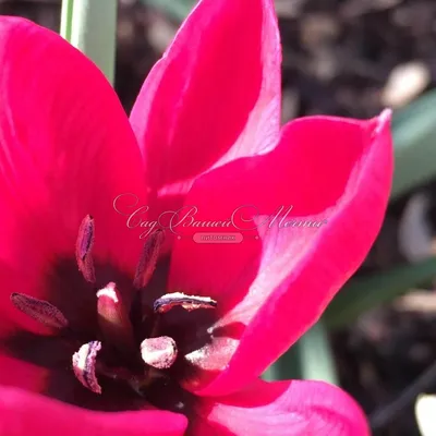 Тюльпан - Tulipa. Тюльпаны уход, выращивание тюльпанов