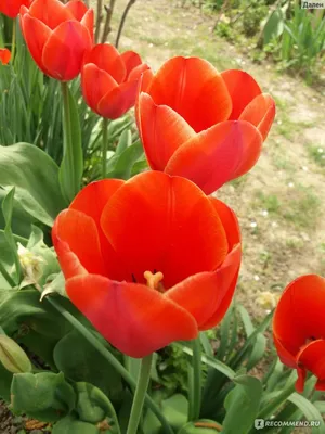 Тюльпан ботанический поздний (10 шт.) из каталога Тюльпаны – купить с  доставкой по Москве и России в Onlinesemena