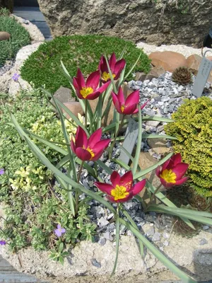 Карликовые тюльпаны, лучшие сорта и преимущества выращивания | В саду у  Лилии | Дзен