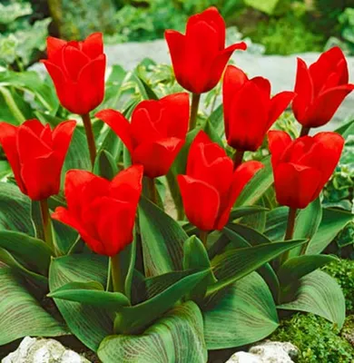 Купить луковицы ботанических тюльпанов в Минске в интернет магазине Долина  Растений