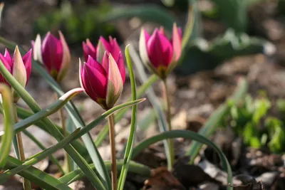 Тюльпан карликовый | Тюльпаны, Луковичные цветы, Идеи посадки растений
