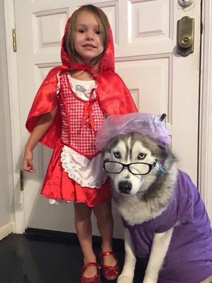 Red riding hood and granny costume idea | Dog halloween costumes, Dog  halloween, Cool halloween costumes