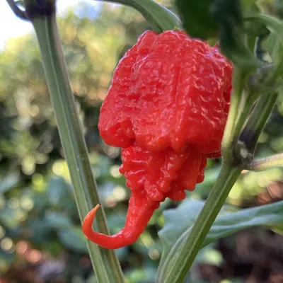 Carolina Reaper Pepper Seeds | Tyler Farms