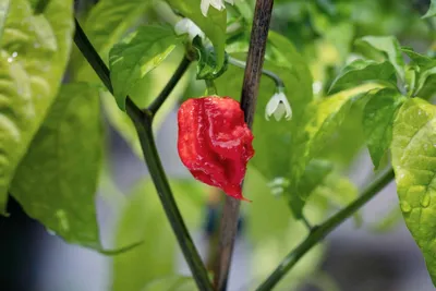 Carolina Reaper Pepper – Spechal Plants