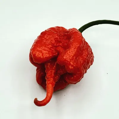 The King of Spicy: All about the Carolina Reaper | UCHU Peppers — UCHU Spice