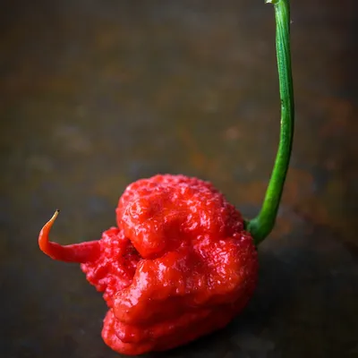 Carolina Reaper Fresh Peppers | World's Hottest Chili Pepper for Sale –  Pepper Joe's