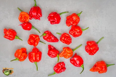 1,642 Carolina Reaper Royalty-Free Photos and Stock Images | Shutterstock