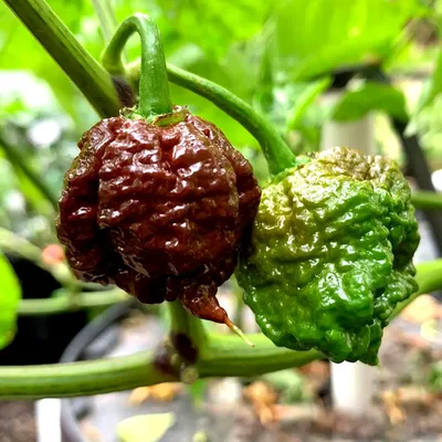 Mustard Carolina Reaper - Seeds - Fresh Seeds from Bohica Pepper Hut