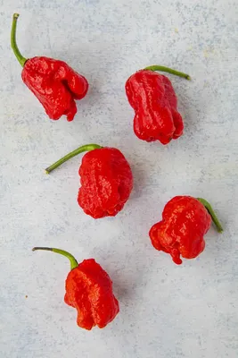 Hot Chilli Peppers: CAROLINA REAPER CARAMEL Hot Chili Pepper