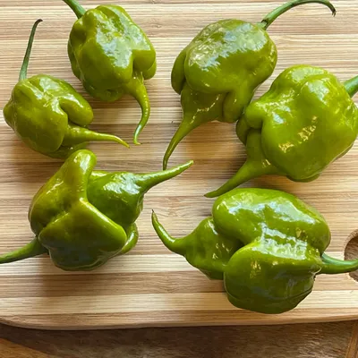 Φυτό Carolina Reaper Red