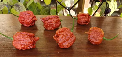 Buy Chilli - Carolina Reaper - Red seeds Online | Happy Valley Seeds