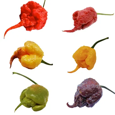 60 Carolina Reaper Chilli Pepper Seeds (Red, Yellow, Chocolate, Caramel,  Peach, Mustard) - Assopepper