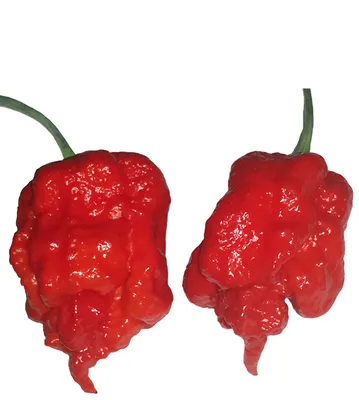 Carolina Reaper is the world 's hottest chilli – EAT ME