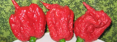 Arlo Carolina Reaper Chili Pepper Seed Seed Price in India - Buy Arlo  Carolina Reaper Chili Pepper Seed Seed online at Flipkart.com