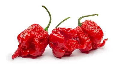Carolina Reaper: The hottest pepper | Nation's Restaurant News