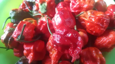 Smokin' Ed's Carolina Reaper® Seeds – PuckerButt Pepper Company