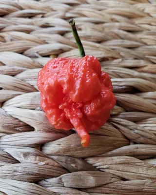 Hot Carolina Reaper Pepper - 10 Seeds - Hirt's Gardens