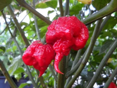 Carolina Reaper Seeds | Super Hot Chiles
