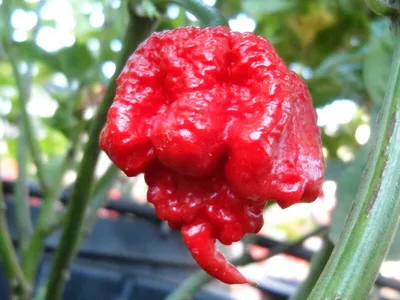 Buy your Fresh Chilli Carolina Reaper, 50g online