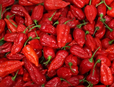 Top 10 World's Hottest Peppers [2024 Update] New Hottest Pepper
