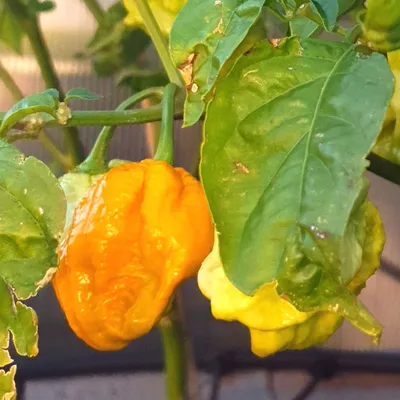 Carolina Reaper Hot Pepper Info – Growing Carolina Reaper Peppers |  Gardening Know How