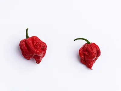Pepper, Hot Carolina Reaper - Heirloom – Hometown Seeds