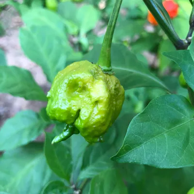 Yellow Carolina Reaper Pepper Seeds | Tyler Farms