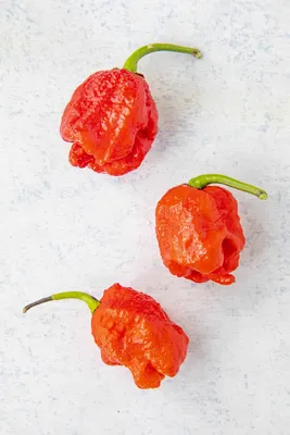 The King of Spicy: All about the Carolina Reaper | UCHU Peppers — UCHU Spice