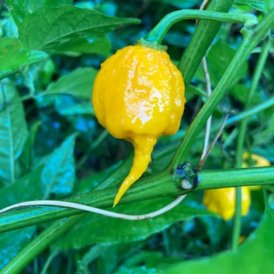 What Is The Carolina Reaper Pepper and Why Is It So Hot? | MyRecipes
