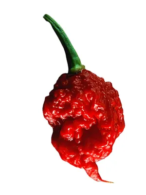 Carolina Reaper: The Hottest Chili on Earth | Spice and Life