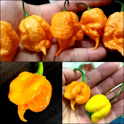 4 year old Carolina Reaper plant (tree) before I picked 3 kilo of harvest :  r/spicy