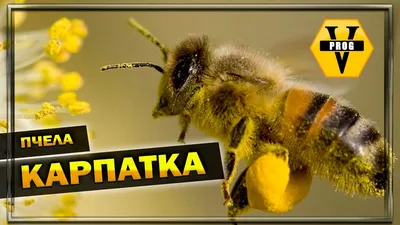 Карпатка - порода пчел для начинающих. | Bee Blog | Дзен