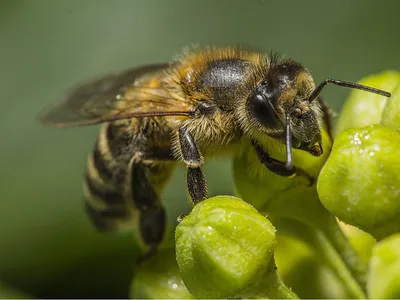 Карпатская пчела | Разведение карпатской породы пчел как бизнес идея | Пчела  Карпатка - YouTube