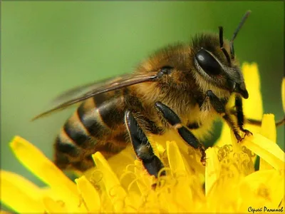 Купить пчеломаток Карпатка – преимущества, цены, описание | \"Нектар\"